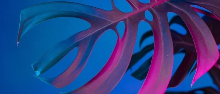 exotic-tropical-design-in-the-interior